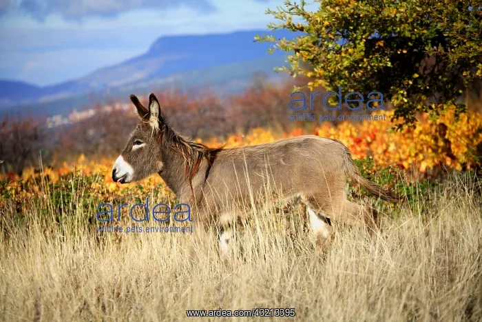 : Donkey in a meadow in autumn Provence France : Donkey in a meadow in autumn Provence France