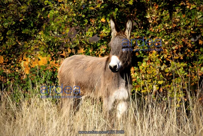 : Donkey in a meadow in autumn Provence France : Donkey in a meadow in autumn Provence France