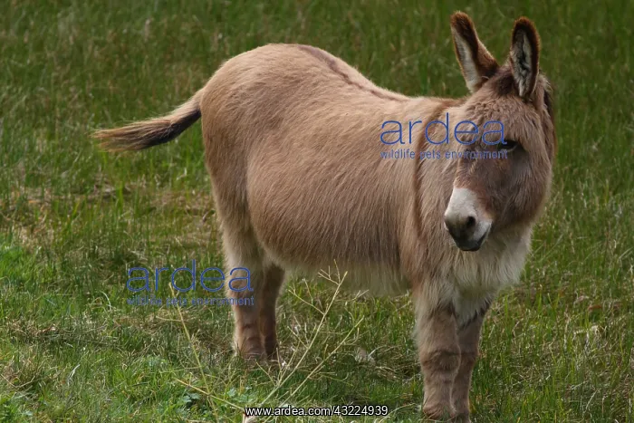 : Donkey in a meadow - France : Donkey in a meadow - France