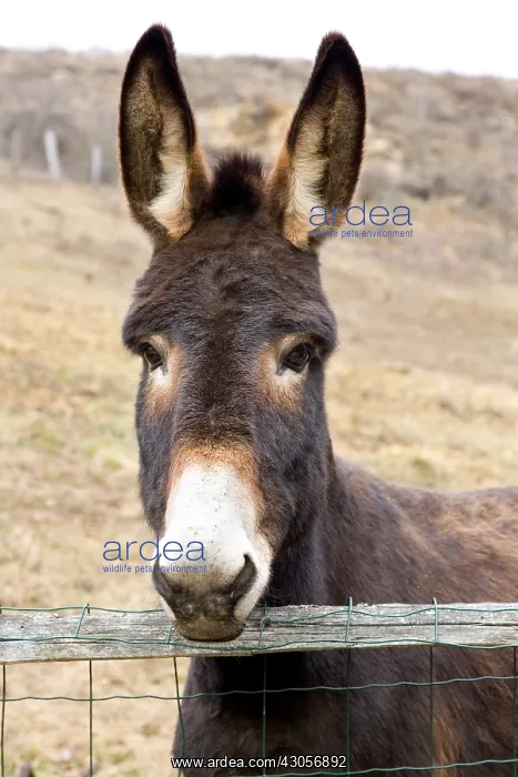 : A donkey in a meadow Westhalten Haut Rhin : A donkey in a meadow Westhalten Haut Rhin