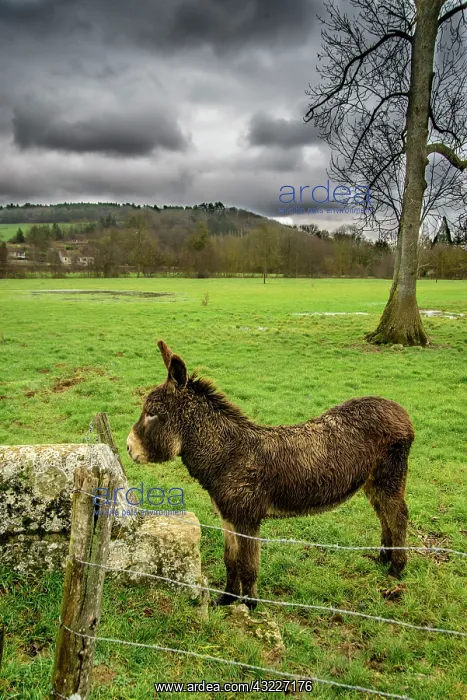 : Donkey in a meadow in winter, C&, x13496d;d'Or, France : Donkey in a meadow in winter, C&, x13496d;d'Or, France