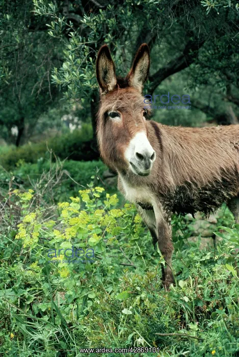  : DONKEY - in olive grove
