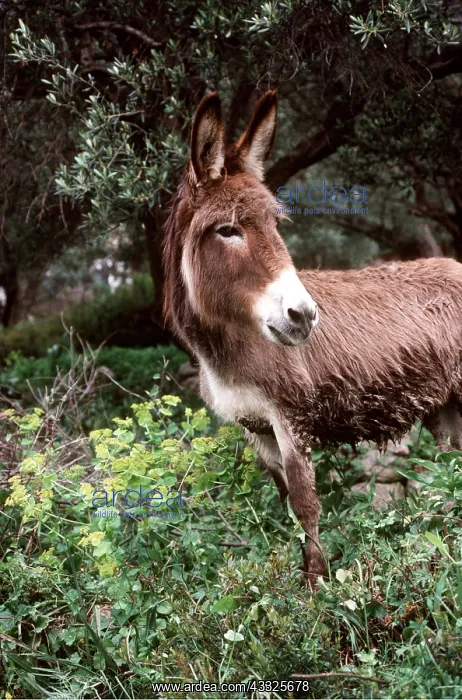 : DONKEY - in olive grove : DONKEY - in olive grove
