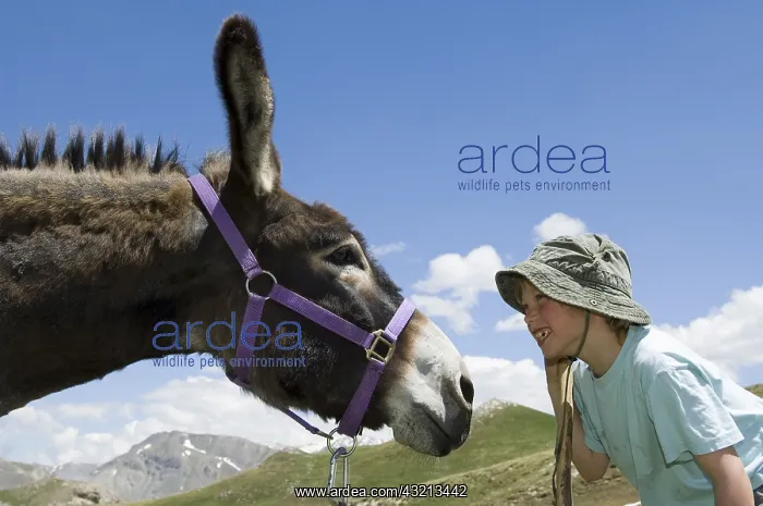 : Donkey pack against a boy Queyras Alps France : Donkey pack against a boy Queyras Alps France