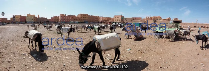 : Donkey parking, Rissani, Mekn&, x8ced;Tafilalet region : Donkey parking, Rissani, Mekn&, x8ced;Tafilalet region