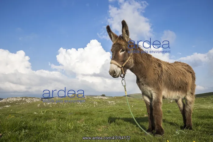 : Donkey on the plateau of Font dUrle, Vercors Regional : Donkey on the plateau of Font dUrle, Vercors Regional