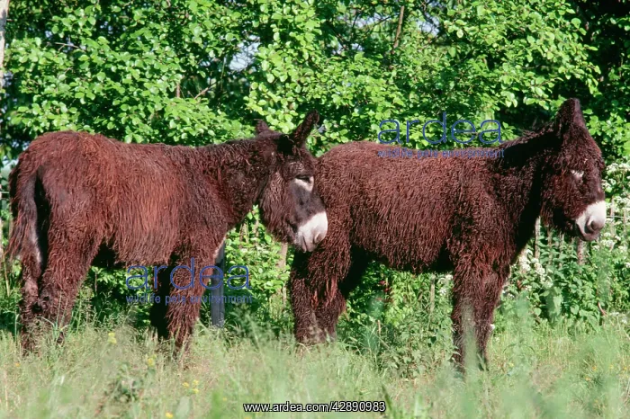 : Donkey - Poitou breed : Donkey - Poitou breed