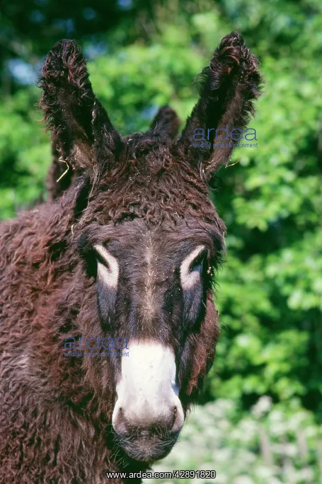 : Donkey - Poitou breed : Donkey - Poitou breed