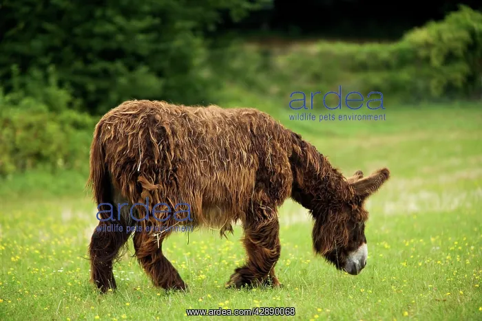 : Donkey - Poitou breed grazing : Donkey - Poitou breed grazing