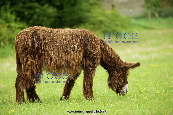  : Donkey - Poitou breed - grazing