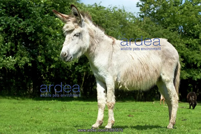  : Donkey - standing in field