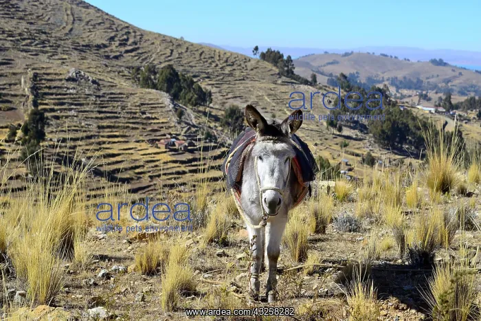 : Donkey tied to leg with halter and seat blankets : Donkey tied to leg with halter and seat blankets