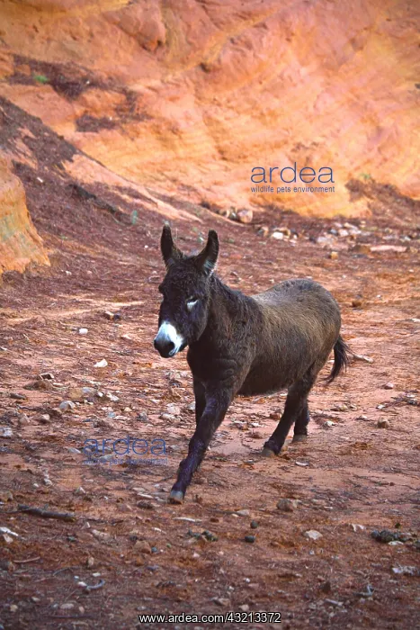 : Donkey trotting in career ocher Provence France : Donkey trotting in career ocher Provence France