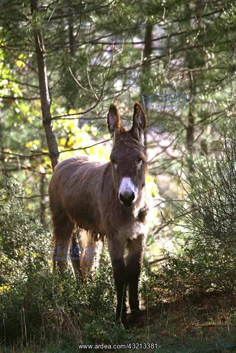 : Donkey in the underbrush of the pine forest Provence France : Donkey in the underbrush of the pine forest Provence France