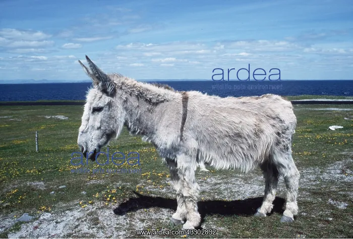 : DONKEY - side view : DONKEY - side view