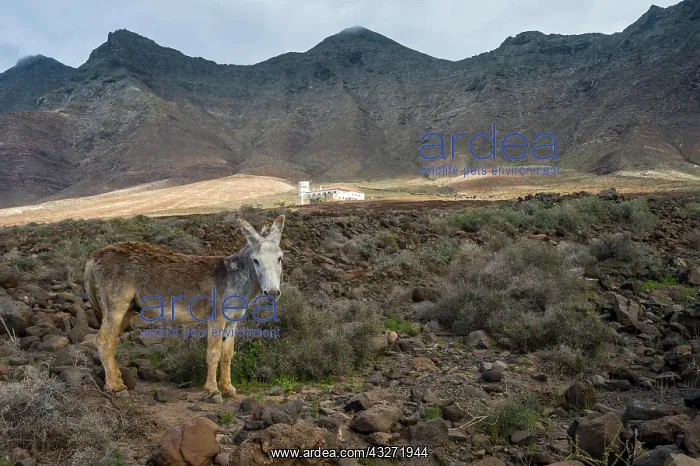 : Donkey before Villa Winter in the rocky cliffs of : Donkey before Villa Winter in the rocky cliffs of