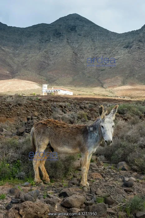 : Donkey before Villa Winter in the rocky cliffs of : Donkey before Villa Winter in the rocky cliffs of
