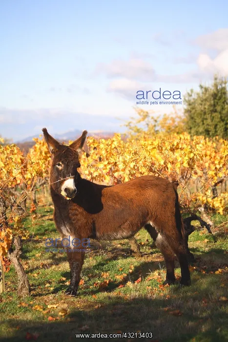  : Donkey to a vineyard in Fall Provence France