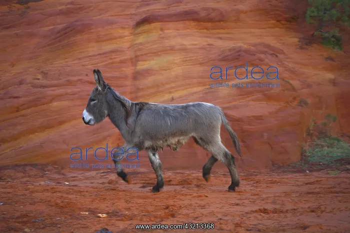 : Donkey walking in a career ocher Provence France : Donkey walking in a career ocher Provence France
