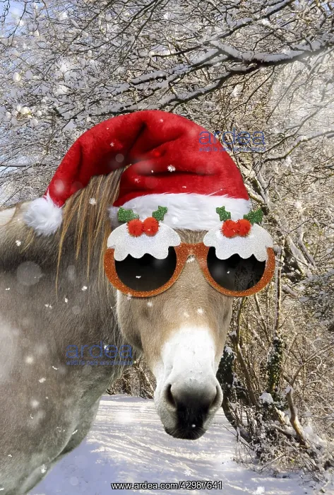 : Donkey - wearing Christmas hat and glasses in snowy scene : Donkey - wearing Christmas hat and glasses in snowy scene
