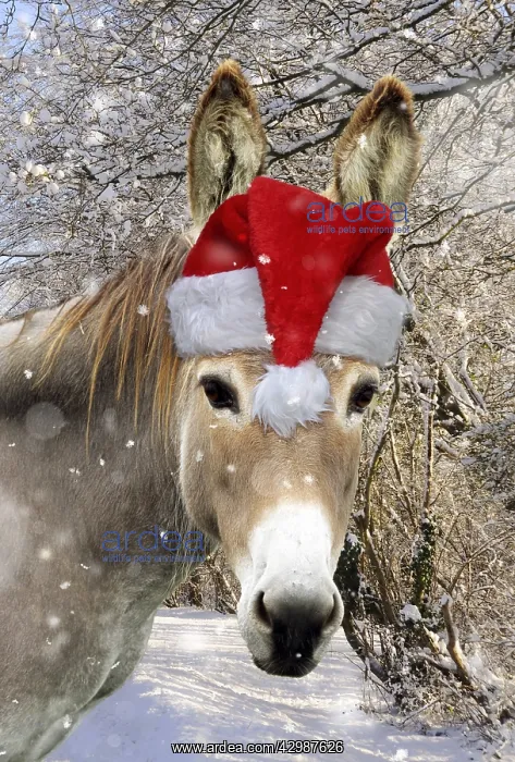 : Donkey - wearing Christmas hat in snowy scene : Donkey - wearing Christmas hat in snowy scene