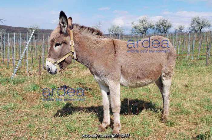  : DONKEY - wearing halter