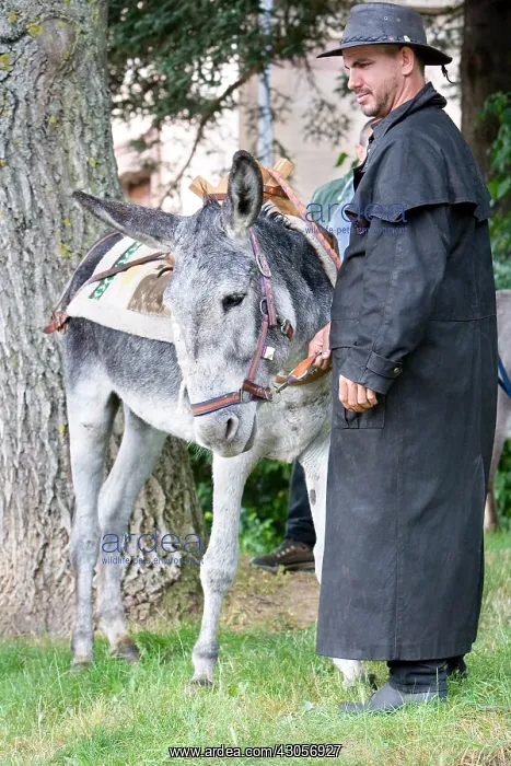 : A donkey to work in the saddle Day at Donkey Westhalten : A donkey to work in the saddle Day at Donkey Westhalten