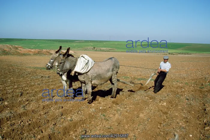 : Donkey - working donkeys, ploughing field : Donkey - working donkeys, ploughing field