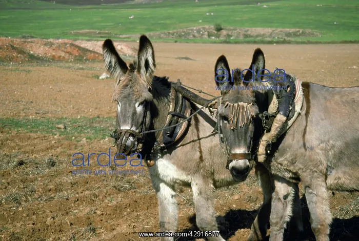 : Donkey - working donkeys ploughing filed : Donkey - working donkeys ploughing filed