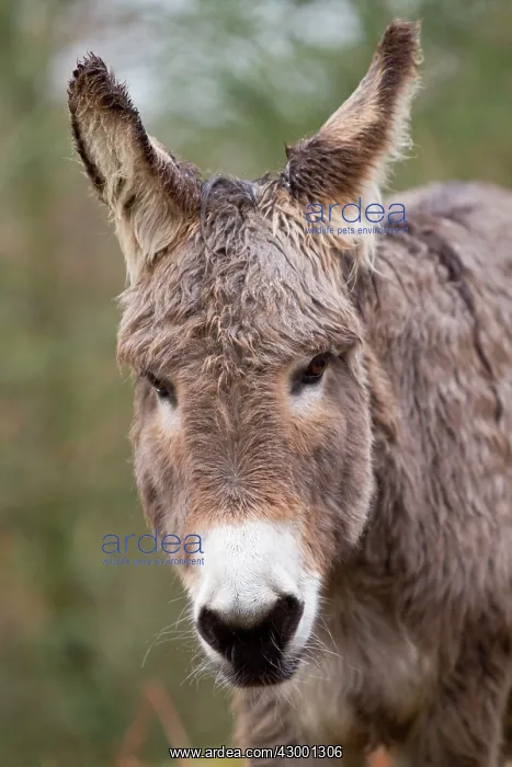 : Donkey - young portrait : Donkey - young portrait