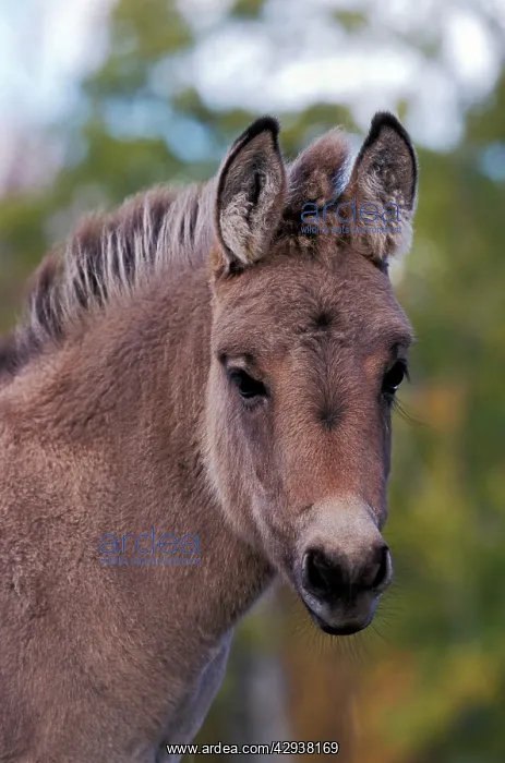 : Donkey, young, portrait closeup : Donkey, young, portrait closeup