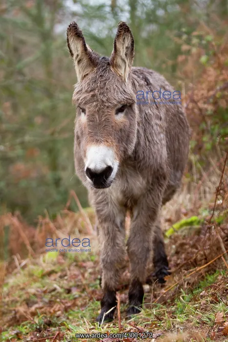 : Donkey - young standing : Donkey - young standing