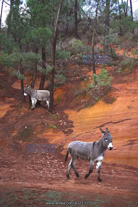 : Donkeys in a career ocher Provence France : Donkeys in a career ocher Provence France
