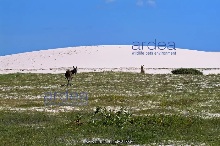  : Donkeys in the dunes of Jericoacoara - Ceara Brazil