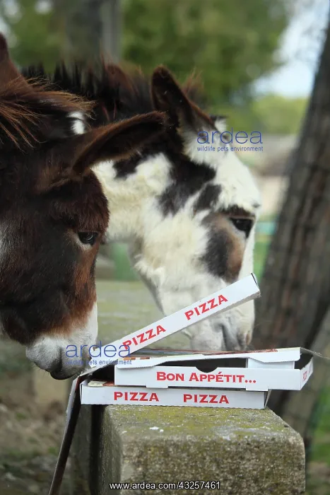 : Donkeys eating a pizza at the water's edge - France : Donkeys eating a pizza at the water's edge - France