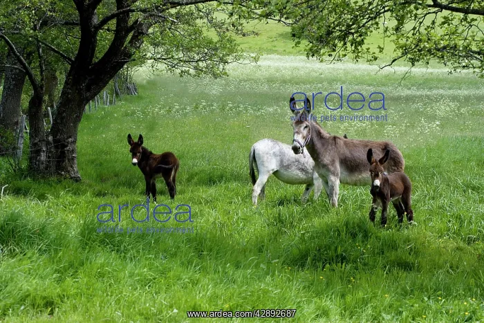  : Donkeys with foals in field