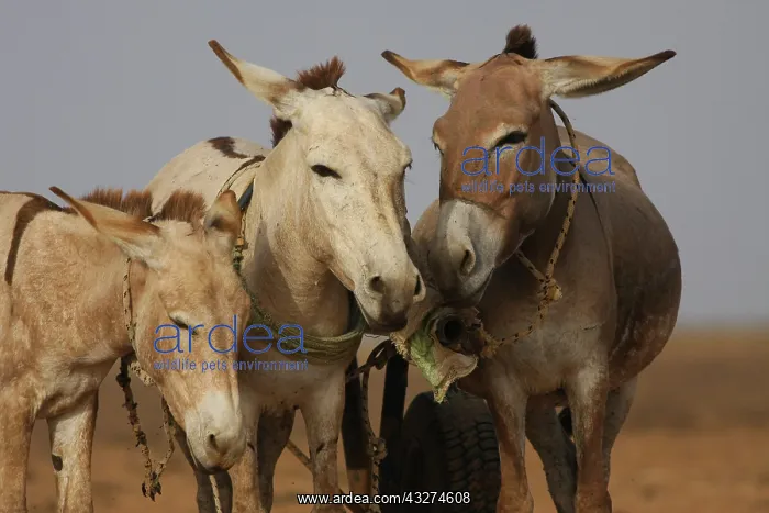 : Donkeys harnessed - Northern Senegal : Donkeys harnessed - Northern Senegal