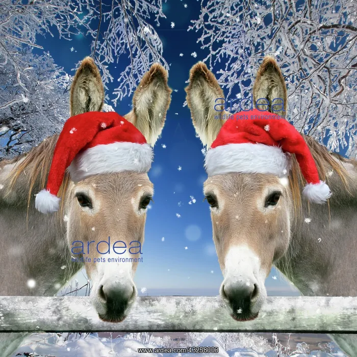: Two Donkeys - looking over fence wearing Christmas : Two Donkeys - looking over fence wearing Christmas