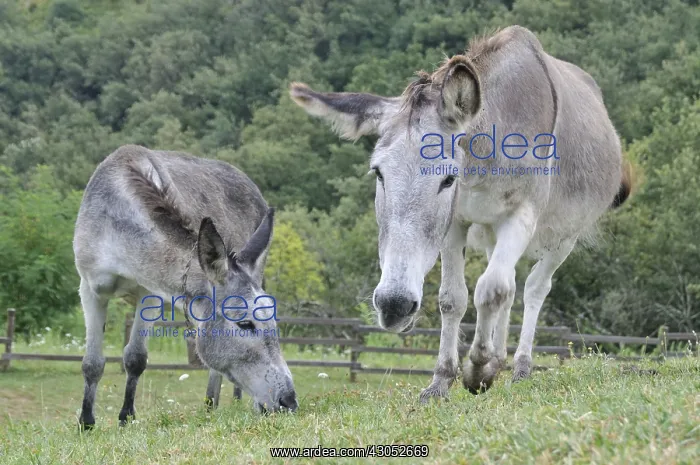 : Donkeys in a meadow in Ardeche France : Donkeys in a meadow in Ardeche France