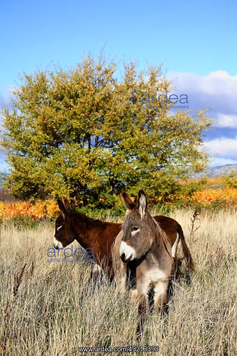 : Donkeys in a meadow in autumn Provence France : Donkeys in a meadow in autumn Provence France