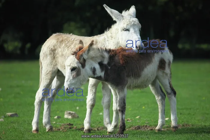: Donkeys in a meadow - France : Donkeys in a meadow - France