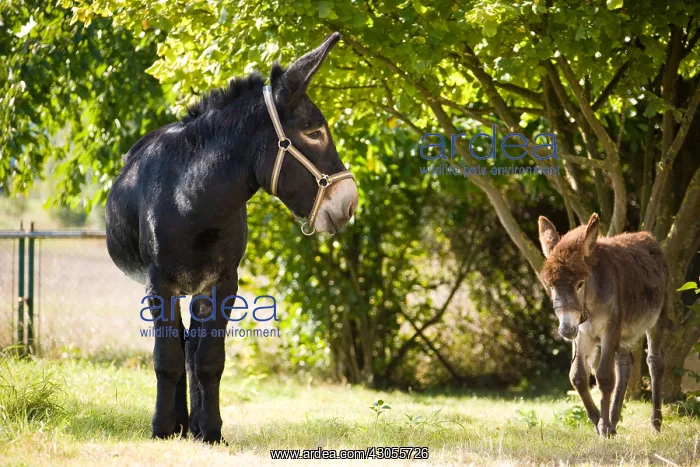 : Two Donkeys in an orchard Champagne-Ardenne France : Two Donkeys in an orchard Champagne-Ardenne France