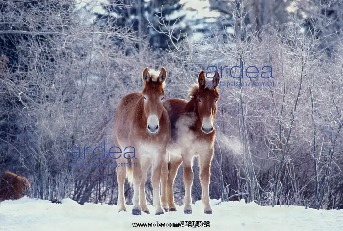: Donkeys, pair standing together at pasture in snow : Donkeys, pair standing together at pasture in snow