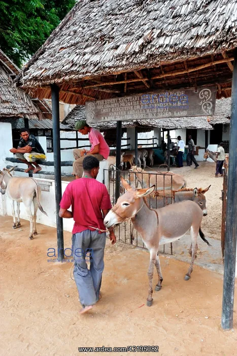 : Donkeys are the primary means of transportation : Donkeys are the primary means of transportation