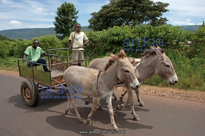: Donkeys - pulling carts between Ol Pejeta Conservancy : Donkeys - pulling carts between Ol Pejeta Conservancy
