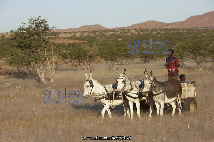 : Donkeys pulling a wagon Damaraland Namibia : Donkeys pulling a wagon Damaraland Namibia