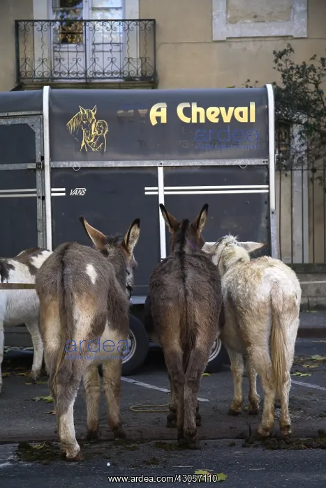 : Donkeys waiting to be sold on a fair : Donkeys waiting to be sold on a fair