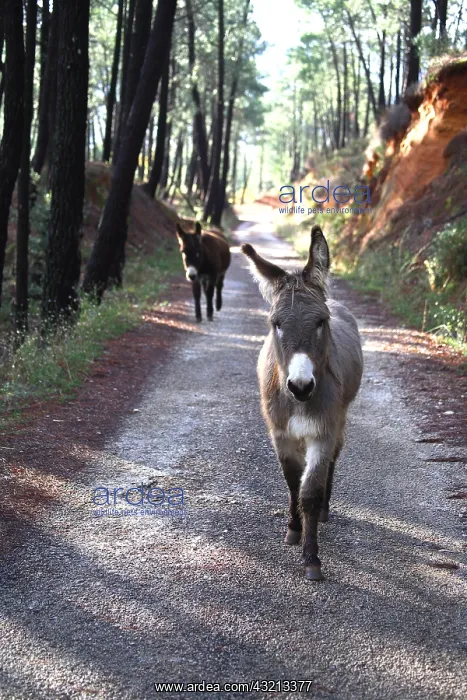 : Donkeys walking on a road in a pine forest Provence France : Donkeys walking on a road in a pine forest Provence France
