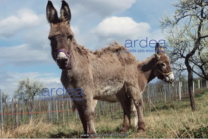 : DONKEYS x two, standing one behind the other with : DONKEYS x two, standing one behind the other with