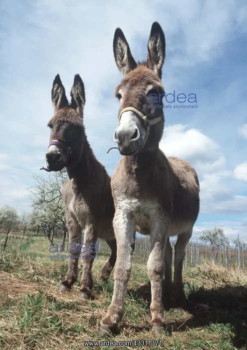 : DONKEYS x two, standing face on : DONKEYS x two, standing face on